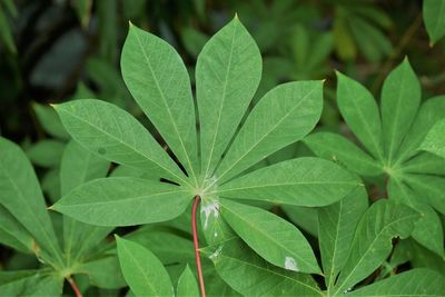 Close-up of wet plant leaves