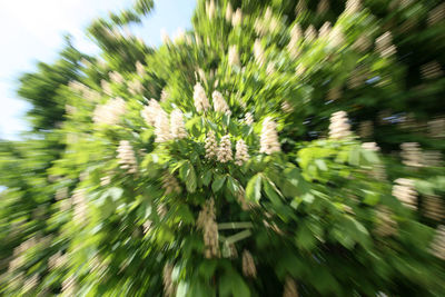 Close-up of flowering plants on field