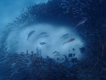 View of fish underwater