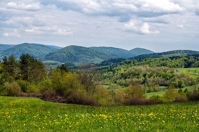 Scenic view of grassy field against sky