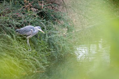 High angle view of gray heron in lake