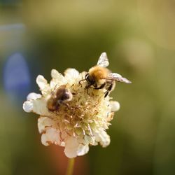 Close-up of bee on flower