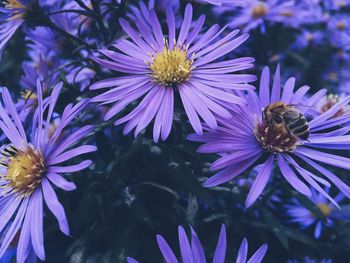 Close-up of honey bee pollinating on purple flower