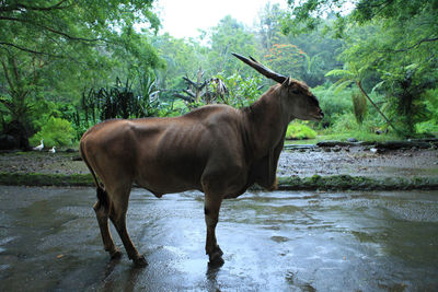 Horse standing in water