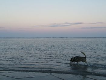 Dog in sea at sunset