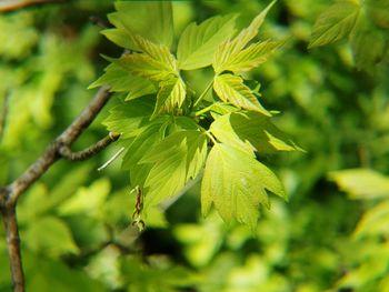 Close-up of green leaves