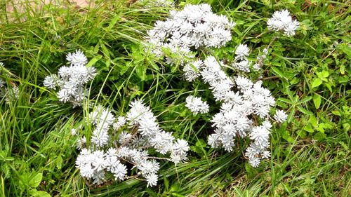 High angle view of white flowers