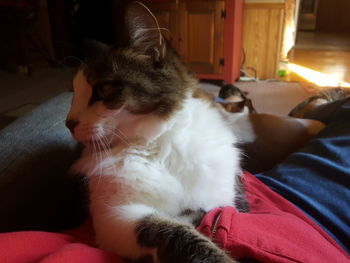 Close-up of cat sitting at home