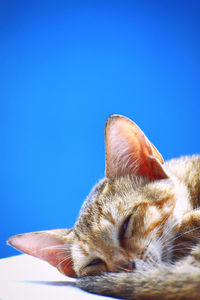 Close-up of cat