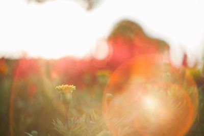 Close-up of flowering plants on field