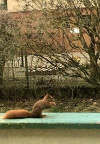 Side view of a cat on the tree