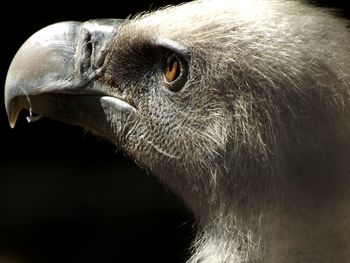 Close-up of vulture