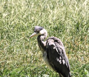 Side view of bird perching on grass