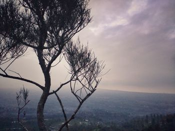 Bare tree against sky