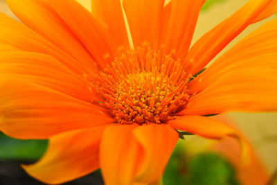 Macro shot of orange flower