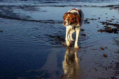 Dog walking on beach