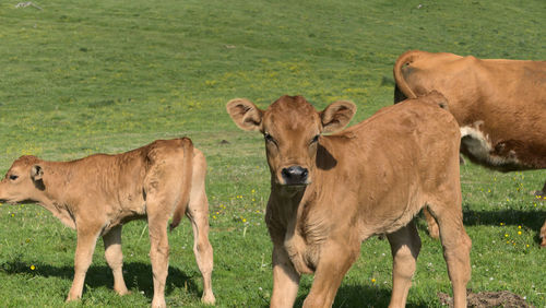 Free cows in the mountains of andorra shot during a trek in the summer