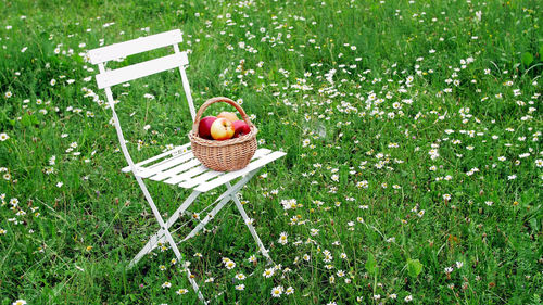 Beautiful red apples in a basket, on a white chair, in the midst of a flowering daisy field, lawn.