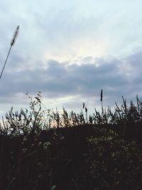 Silhouette plants growing on field against sky during sunset