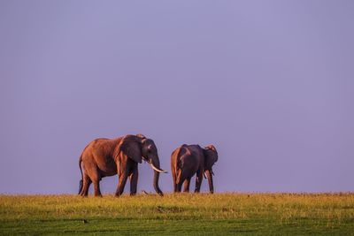 Elephants lake kariba 