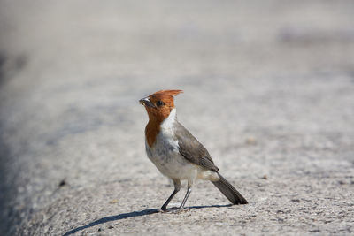 Close-up of bird perching on a land