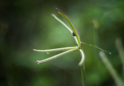 Close-up of insect on plant