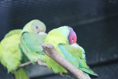 Close-up of parrot perching on branch