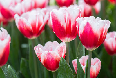 Close-up of pink tulips