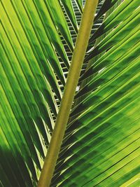 Full frame shot of palm leaf