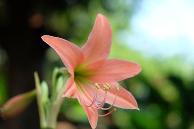 Close-up of red lily blooming outdoors