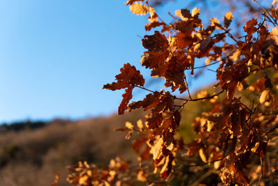 Low angle view of tree against clear sky