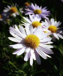 Close-up of fresh white flower