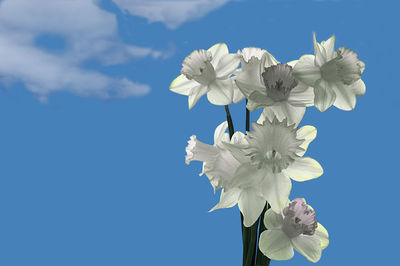 Low angle view of flowering plant against blue sky