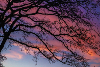 Low angle view of silhouette tree against sky at sunset