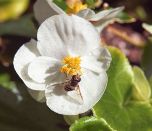 Close-up of honey bee on white flowering plant