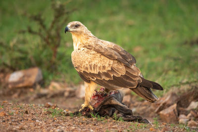 Close-up of bird perching on a field