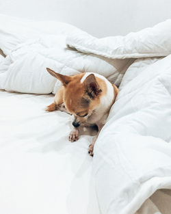 Dog resting on bed