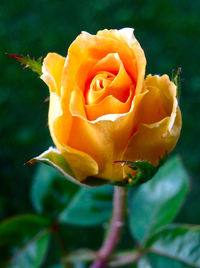 Close-up of yellow rose