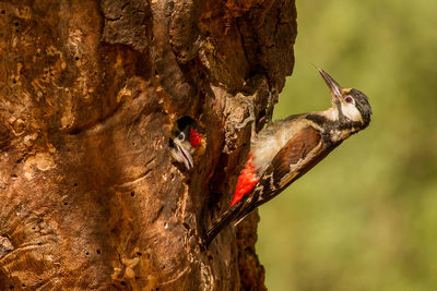 Close-up of birds perching on tree trunk