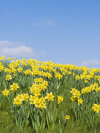 View of yellow flowers growing in field