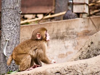 Baby macaque
