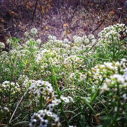 White flowers blooming in field