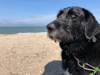 Close-up of dog looking away on beach