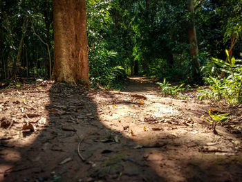 Dirt road amidst trees in forest