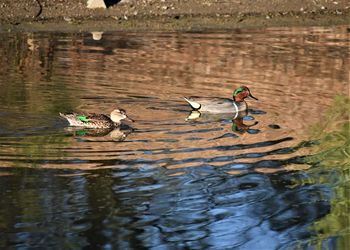 Ducks swimming in lake