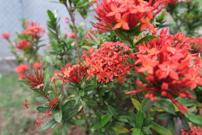 Close-up of red flowers