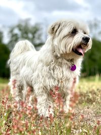 Portrait of a dog standing on field