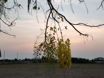 Trees on field against sky during sunset