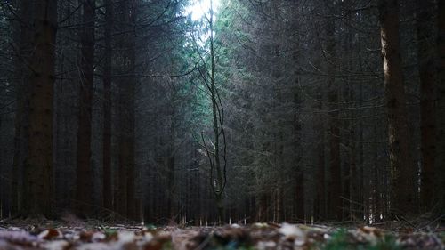 Trees in forest