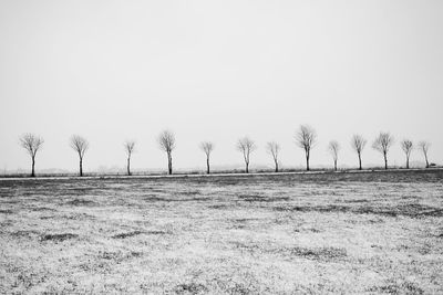 Bare trees on field against clear sky